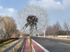 -西京湾花海