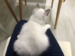 -喵的天空名猫咖啡馆·撸猫·猫舍·用品