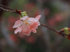 -四望岗公园