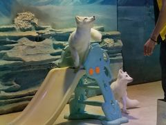 -华夏文旅海洋公园