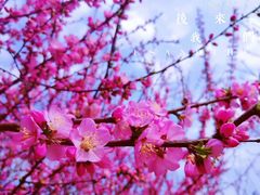 -甘井子公园