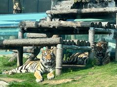 -西霞口神雕山野生动物世界