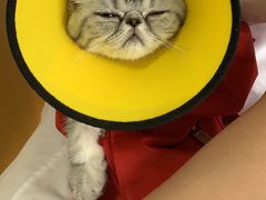 -瑞派福兴宠物医院犬猫全科·骨科·中西医结合(河东店)