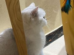 -藏猫猫咖啡主题馆(中央大道店)