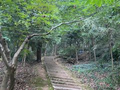 -上海佘山国家森林公园天马山园