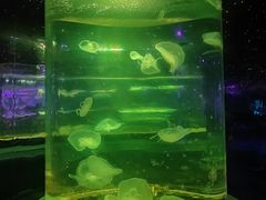-太奥幻太奇海洋馆