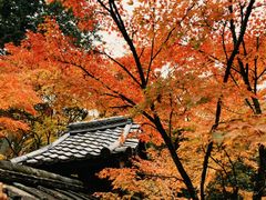 -西芳寺(苔寺)