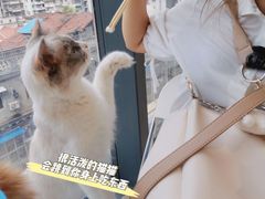 -怪兽屋·羊驼·猫咖·狗咖(俊华广场店)