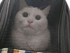 -伟伟宠物医院·CT影像中心·瑞派犬猫综合性门诊(汉口总院)