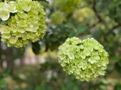 -陆家嘴中心绿地