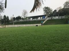 -良成狗狗乐园