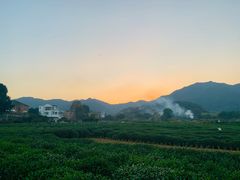 -龙坞茶村