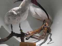 -陕西自然博物馆