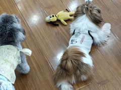 -汪说·狗咖·拼豆·宠物周边DIY(旺城大厦店)