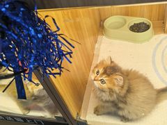 -欣宠猫屋·矮脚拿破仑·蓝金金渐层