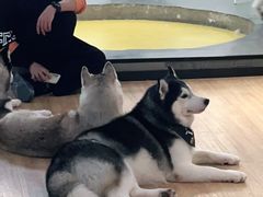 -Husky Go! 哈士奇体验馆·宠物咖啡厅狗咖