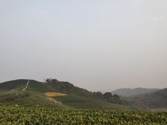 -听风阁农家私房菜茶楼(龙坞店)