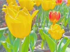 -莫愁湖公园