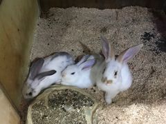 -上海大自然野生昆虫馆(东方明珠·爬宠昆虫探索中心)