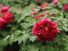 -合肥三国新城遗址公园