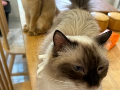 -楼上猫咖(罗湖店)