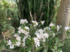 -深圳仙湖植物园
