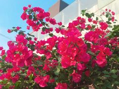 -四川大学(华西校区)