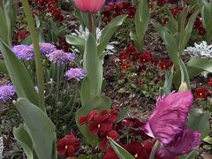 -上海鲜花港