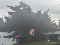 -凤阁楼果木烧鹅(鹤山陈山店)