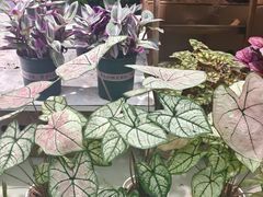 -武汉花鸟市场