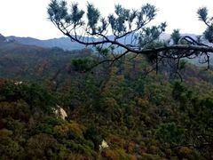 -黄椅山火山森林公园