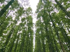 -东平国家森林公园