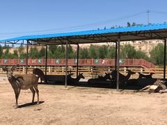 -鄂尔多斯野生动物园