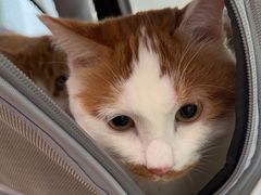 -纳吉亚猫专科动物医院·北北分院