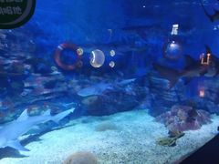 -烟台海昌鲸鲨海洋公园