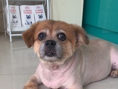 -乐琪宠物医院·犬猫专科·骨外科·急重症