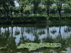 -金银湖国家城市湿地公园
