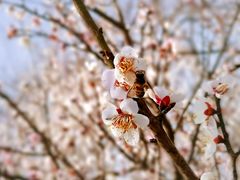 -香雪海