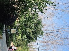 -合肥滨湖国家森林公园