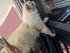 -喵园·猫主题咖啡厅·撸猫·猫咖(国贸店)