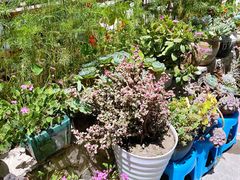 -四姑娘山阿巴郎·藏式花园餐厅