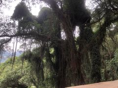 -青芝山风景名胜区