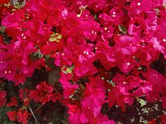 -三亚南山文化旅游区