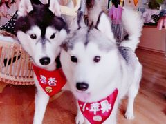 -Husky Go! 哈士奇体验馆·宠物咖啡厅狗咖