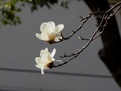 -高东镇樱花园