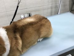-暖阳宠物医院·犬猫康复中心·骨科