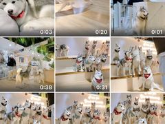 -Husky Go! 哈士奇体验馆·宠物咖啡厅狗咖