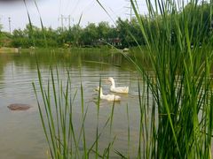 android_upload_pic-刘禹锡公园