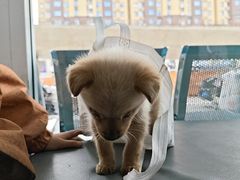 -天使宠物医院·犬猫分诊(彩虹店)