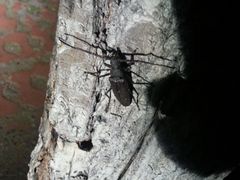 -鬼笑石后山停车场